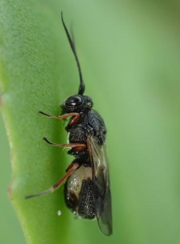 Chelonus sp.
